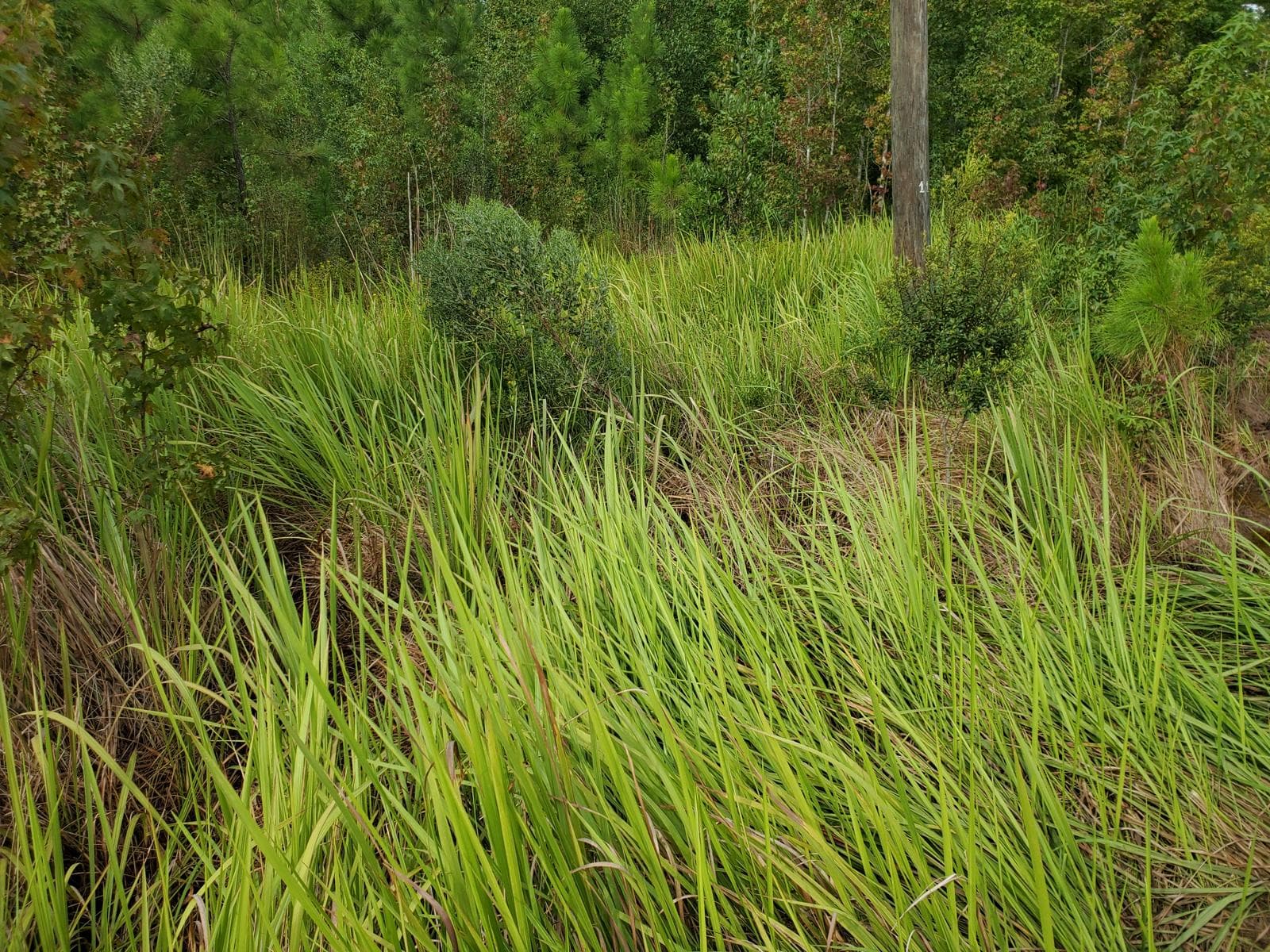 Cogon Grass Eradication